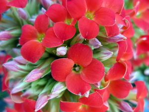rode bloemen