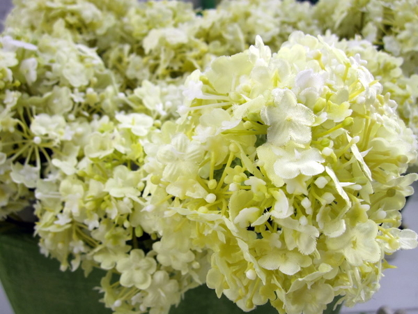 witte trosbloemen