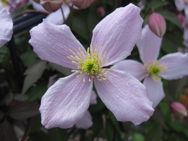 clematis