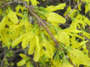 forsytsia