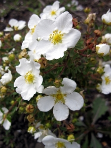 witte bloemen