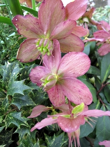 roze bloemen