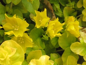 gele klimplantjes