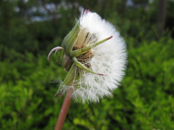 paardebloem in zaad