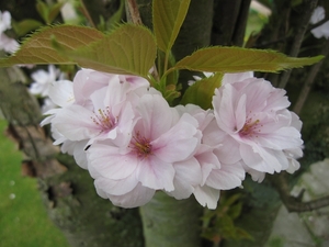 bloemen van japanse kerselaar