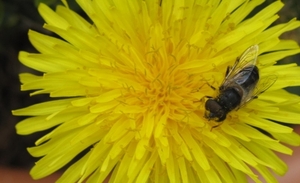 paardebloem met bij