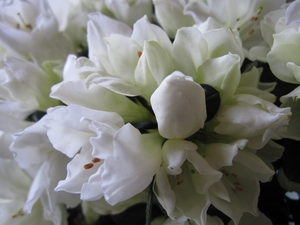 witte bloemen
