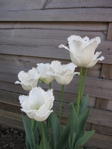 tulpen