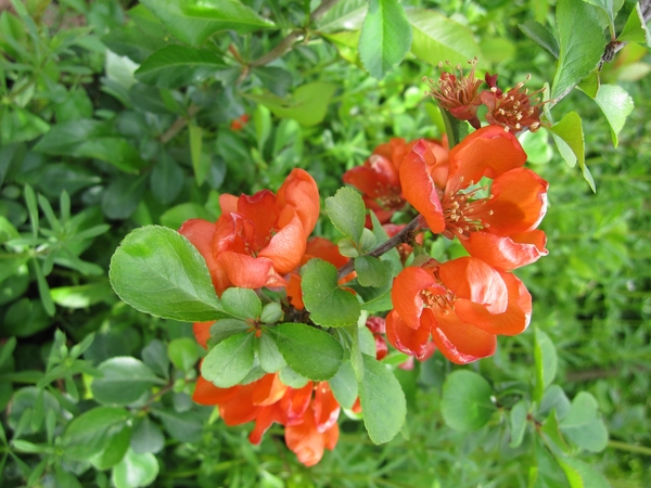 oranje bloemen