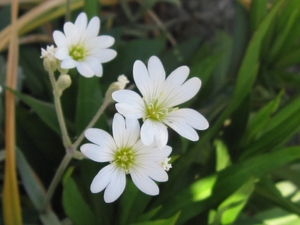 witte bloemen