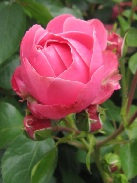 roze roos