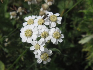 witte bloempjes