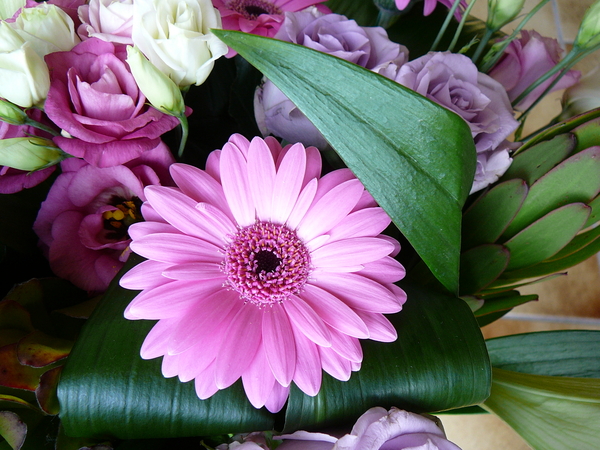 gerbera