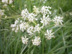 boemen en natuur 005