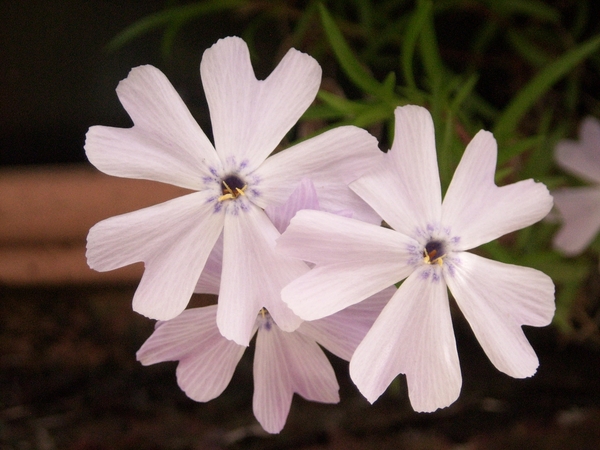 boemen en natuur 006