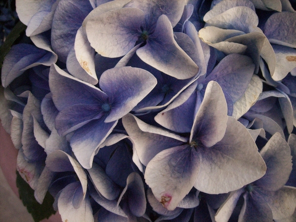 hortensia