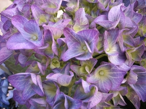 hortensia