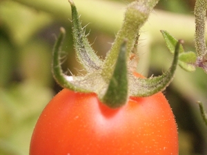 tomaatje