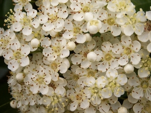 kleine witte bloepjes