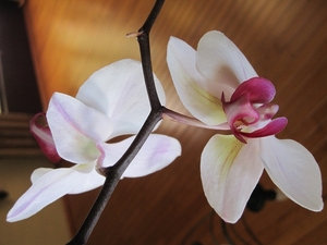 orchidee