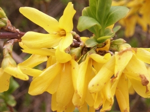 forsytsia