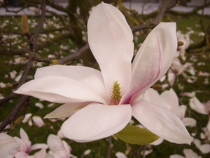 tulpenboom