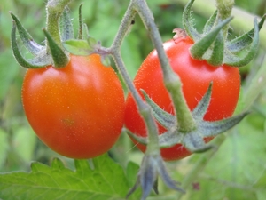 tomaatje