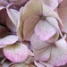 hortensia