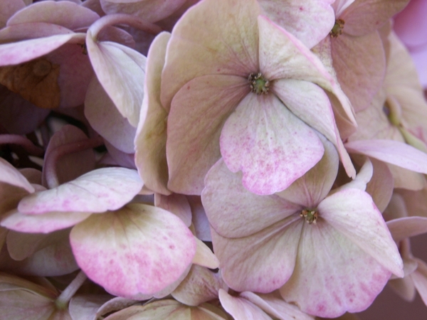 hortensia