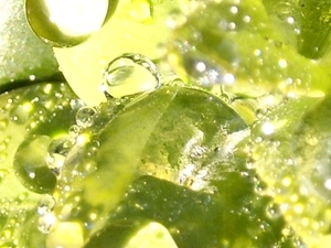 water op bladeren