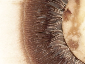 close-up paddestoeldoorsnee