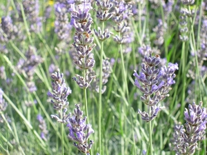 lavendel