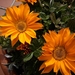 bloemen 001