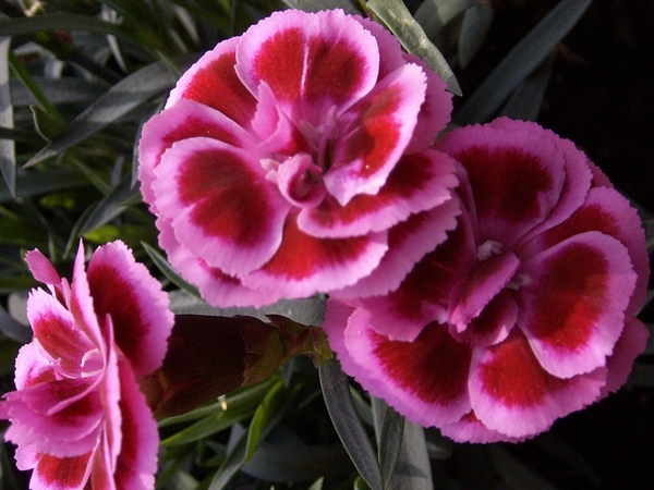 dianthus