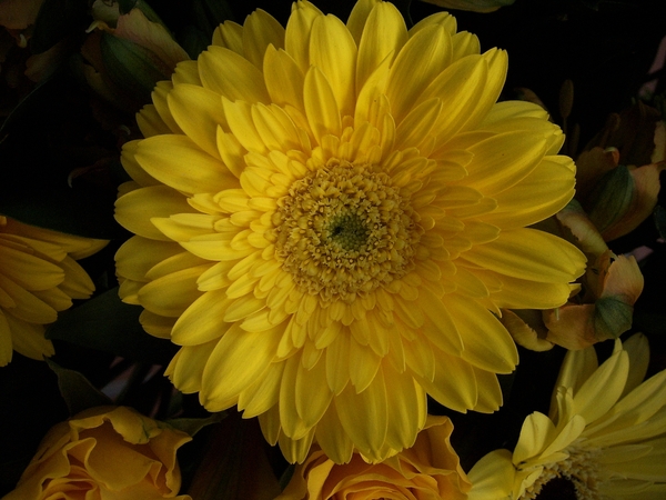 gerbera