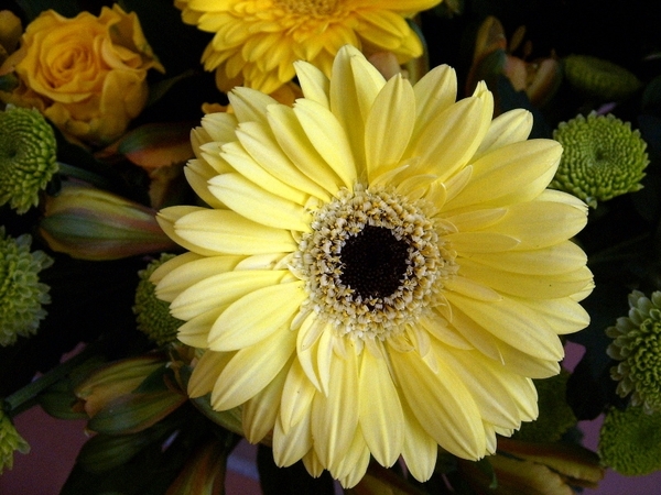 gerbera