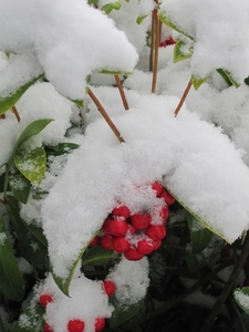 struik met sneeuw