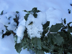 sneeuw op struik