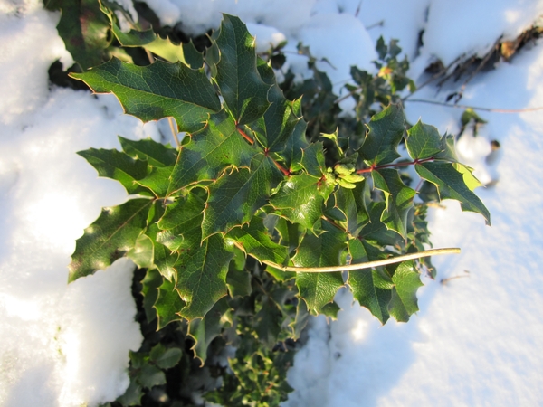 hulst in de sneeuw