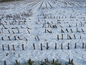 ex-maisveld besneeuwd