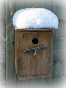 vogelkastje in de sneeuw