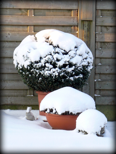 besneeuwde bloempotten