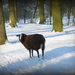 schaap in de sneeuw in Ardooie bos