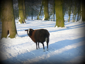 schaap in de sneeuw in Ardooie bos