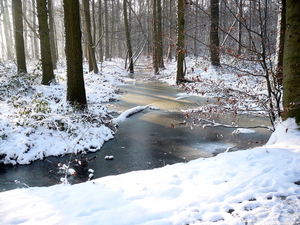 ardooie bos in de sneeuw