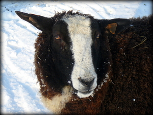 bruin schaap in de sneeuw