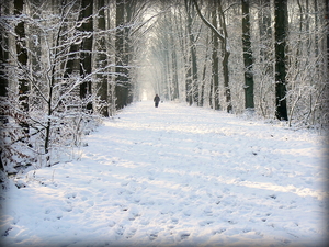 besneeuwde dreef in Ardooie bos