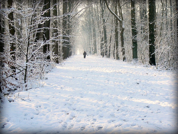 dreef in Ardooie bos in de sneeuw