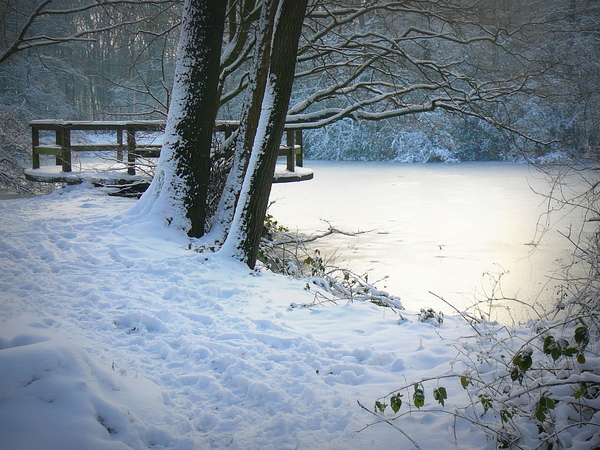 in Ardooie bos sneeuw