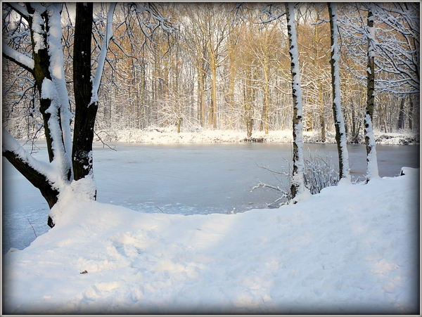 Ardooiebos in de sneeuw